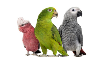 Parrots