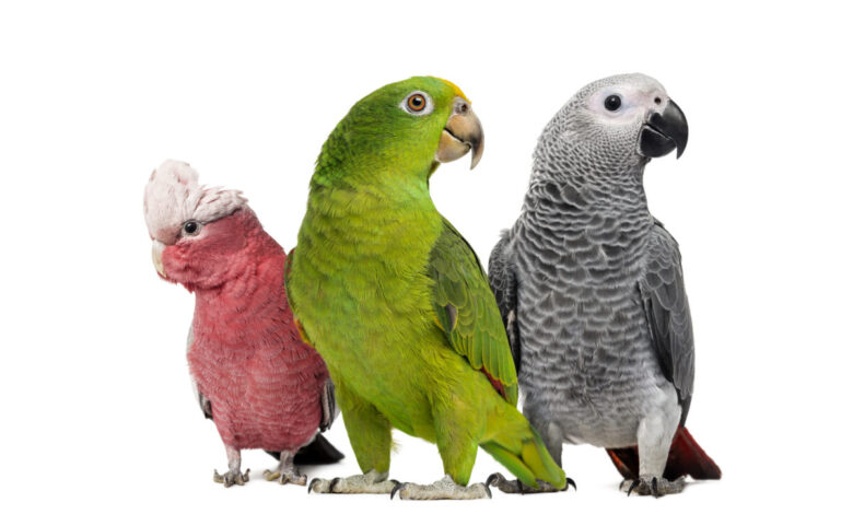 Parrots
