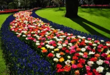 The Wonderful World of Flowers