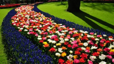 The Wonderful World of Flowers