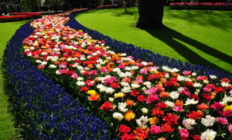 The Wonderful World of Flowers